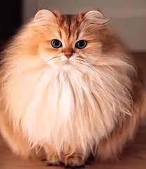 Create meme: British longhair cat smoothies, fluffy cat breeds, long-haired cats 