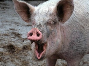 Create meme: animals pig, pig boar, pig hog