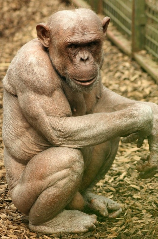 Create meme: the pumped-up monkey, Bald chimpanzee Jumbo, bald chimp