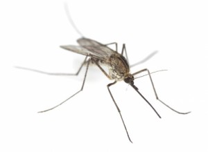 Создать мем: malaria, zika virüsü, от комаров