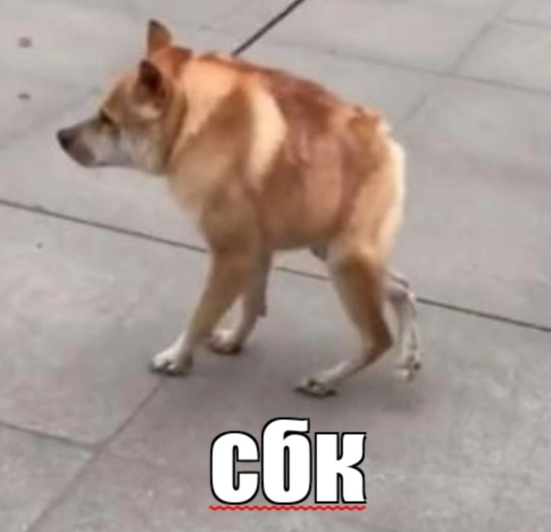 Создать мем: пес сутулый, короткая собака мем, собака сутулая овчарка мем