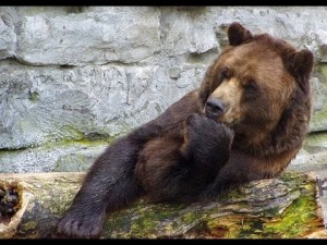 Создать мем: дикий медведь, медведь медведь, медведь гризли в московском зоопарке