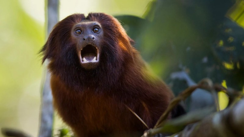 Создать мем: животные бразилии, alouatta seniculus, обезьяна ревун