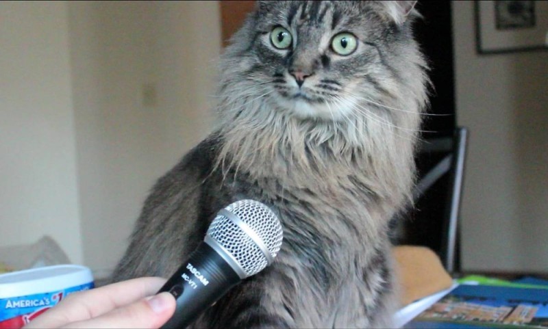 Создать мем: котик с микрофоном, удивленный кот с микрофоном, мем кот с микрофоном