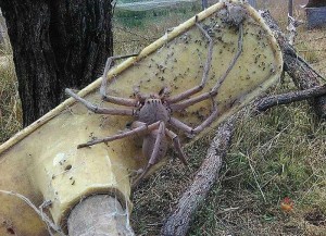 Create meme: Australian huntsman spider, the biggest spider huntsman, giant spider