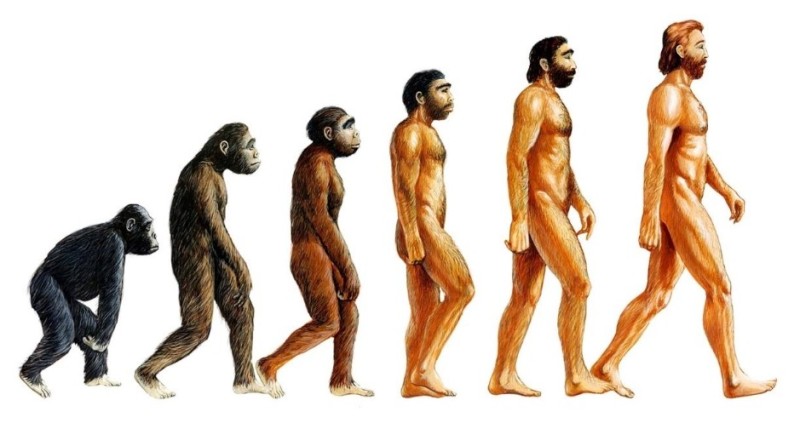 Создать мем: от обезьяны до человека, эволюция человека от обезьяны, теория эволюции человек и обезьяна