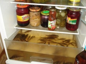 Create meme: live bait, refrigerator for fish, refrigerator fisherman