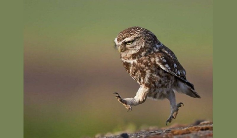 Создать мем: owl, обиженная сова, сова шагает