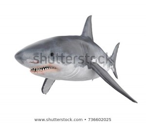 Создать мем: песчаная акула рисунок, фотографии акул для детей, тигровая акула без фона