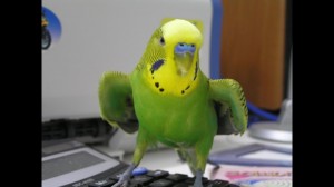 Create meme: parrot, parrot joke, talking parrot