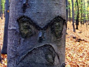 Create meme: tree, bark, dead tree