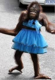 Создать мем: обезьянка в свадебном платье, мартышка в платье, животные милые
