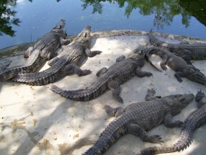 Create meme: crocodile alligator, crocodile, crocodile farm