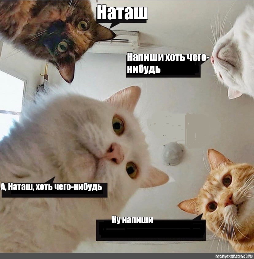 Ну что нибудь получше. Кот из мема с девушками. Популярные мемы с котами. Популярные Мем коты. Самые популярные котики мемы.