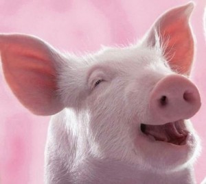 Create meme: pig laughing, pig