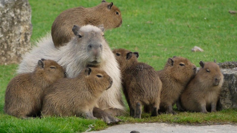 Create meme: rodent capybara, big capybara guinea pig, the capybara is small