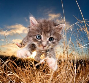 Создать мем: красивые котики, котята милые, маленький серенький котенок
