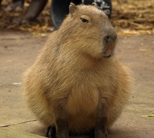 Create meme: Vdovenko capybara, the largest rodent is the capybara, the capybara