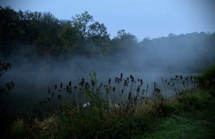 Create meme: nature , morning mist , fog in the field