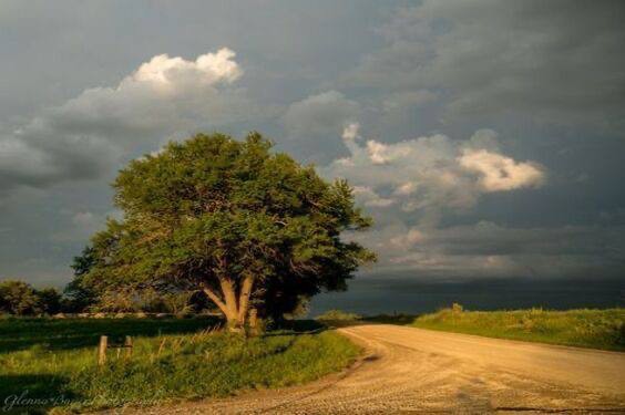 Create meme: trees sky, lonely oak, landscape with oaks