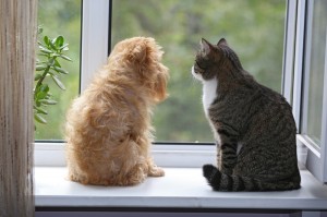 Создать мем: кот, кот сидит на окне, кот на окне