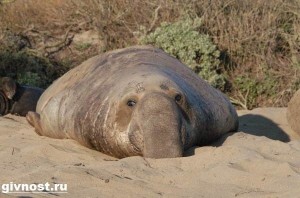 Создать мем: морской слон жирный, лиловый морской слон, морской слон вес