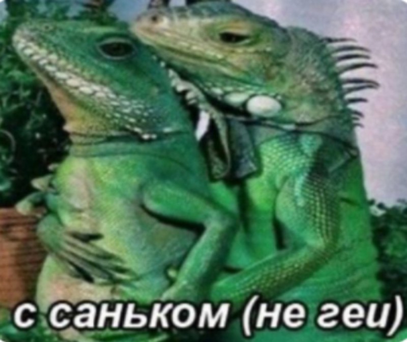 Create meme: with a lizard meme sled, with dimasik the lizard meme, memes with lizards