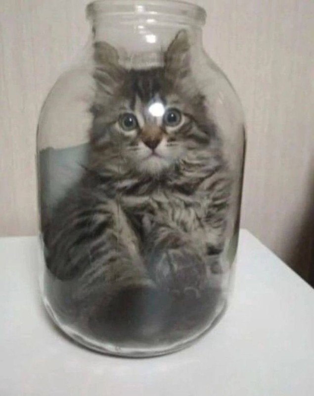 Create meme: cat in the can, cats in the Bank, kitten in a jar