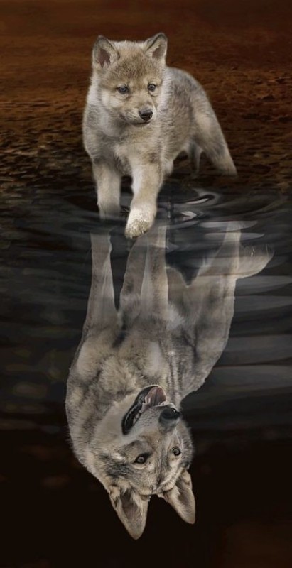 Create meme: the cub , the wolf cub is a small animal, the wolf in the reflection