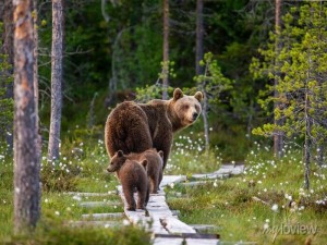 Create meme: grizzly bear, brown bear, bear in the woods