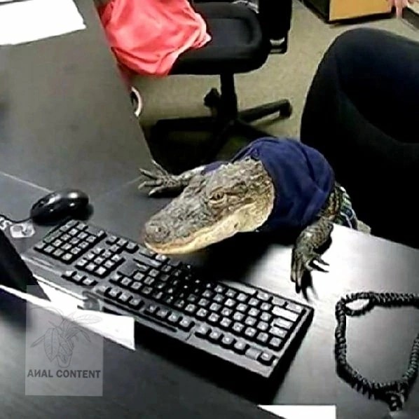 Create meme: crocodile alligator, crocodile at the computer, the crocodile is big