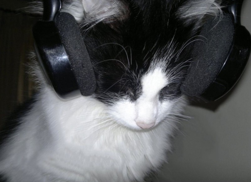Create meme: A cat with headphones, cat , headphones cat