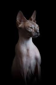 Create meme: Egyptian Sphynx cat, Sphynx cat, Sphinx