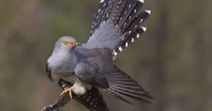 Create meme: bird cuckoo, cuckoo birds photos, cuckoo cuckoo