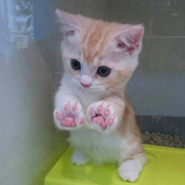 Create meme: cute cat with paws, cute kittens, ginger kitten 