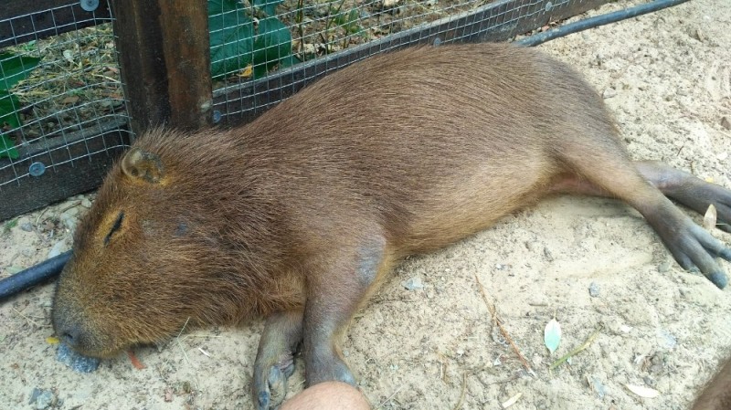 Create meme: capybara photos, Vdovenko capybara, home capybara
