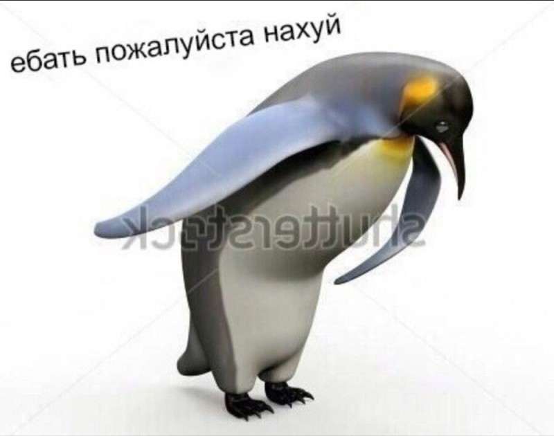 Create meme: penguin meme, penguin bow, penguin thank you