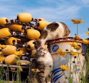 Создать мем: животные, животные домашние, тасиро остров кошек в японии