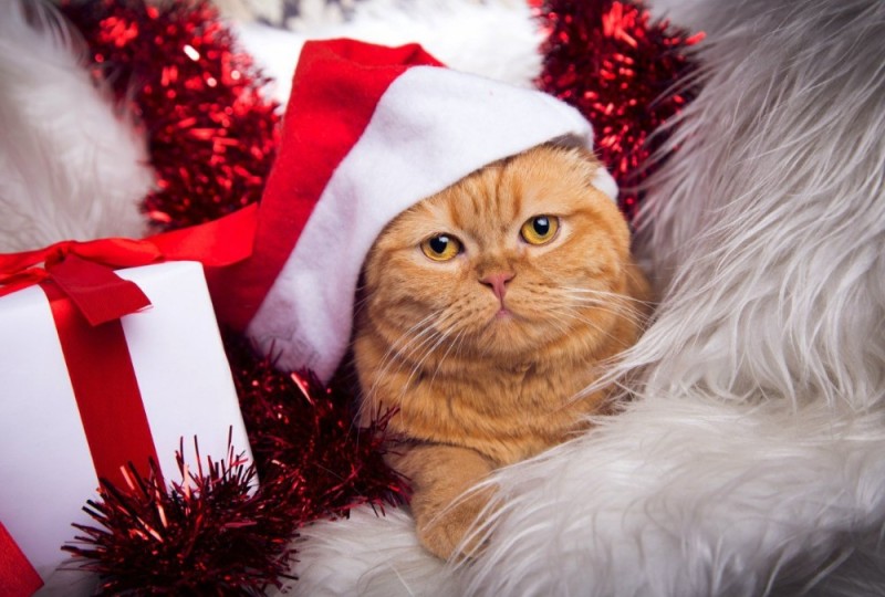 Создать мем: кот новогодний, коты в новогодних шапках, новый год кот