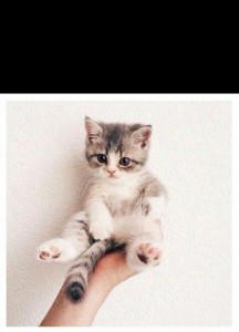 Create meme: cats, very cute Tumblr kitty, kitties