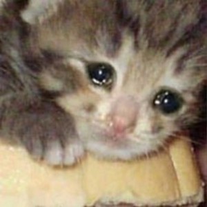 Создать мем: плачущие коты, котенок плачет от милоты, плачущий кот