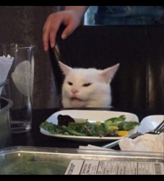 Create meme: memes with cats , the cat from the meme, the meme with the cat at the table