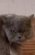 Create meme: long-haired cats , Persian cat , cat 