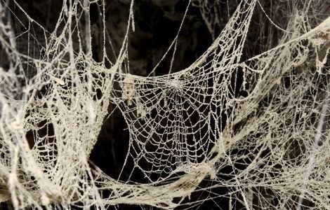 Create meme: cobwebs, beautiful web, The grey web