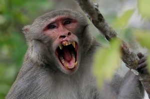 Create meme: monkey, dangerous monkey, a monkey with a language