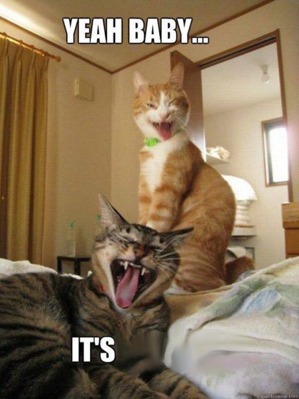 Create meme: cat , funny cats, kitty laughs