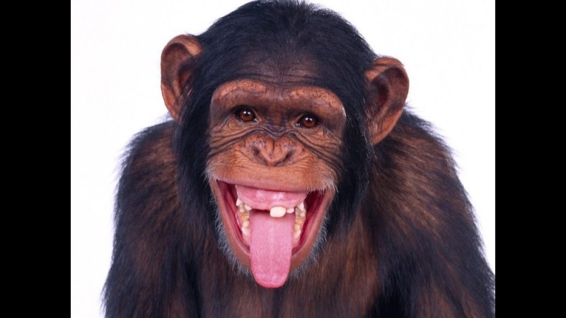 Создать мем: кунац меймун, смешная обезьяна без фона, горилла обезьяна