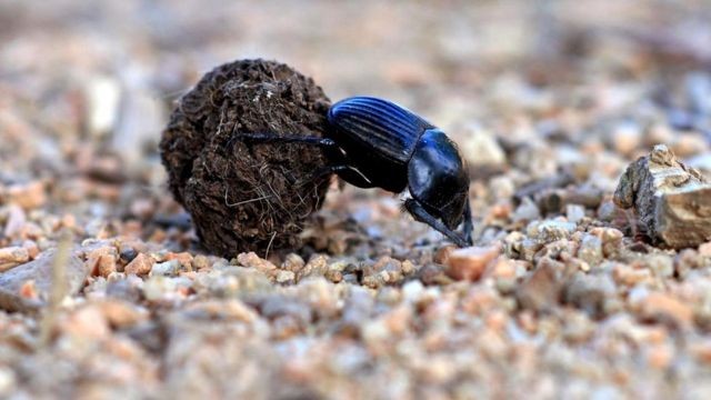 Create meme: the beetle beetle , dung beetle , beetle 