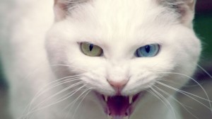 Создать мем: белый, разные глаза, kedi beyaz