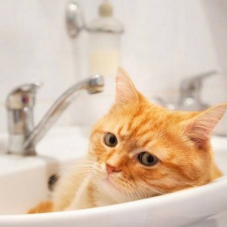 Создать мем: котик в ванной, котенок в раковине, кошка в ванной